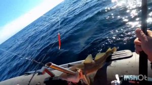 РЫБАЛКА В БАРЕНЦЕВОМ МОРЕ. ТРЕСКА.  УРА - ГУБА. "FISHING IN THE BARENTS SEA. COD."