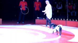 наши камерунские козы в цирке выступают