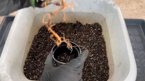 Сансевиерия Star Canary