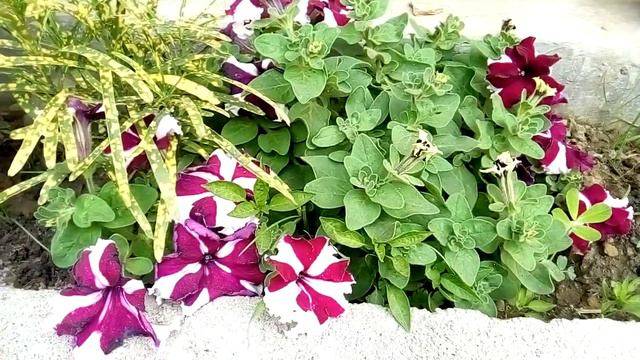 Petunia flowers ko garmi mai hara bhara kaisa rakhe смотреть онлайн