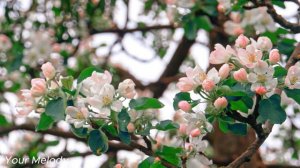 УТРЕННЯЯ МУЗЫКА🌿Пробуждение радости и новой позитивной энергии🌿Нежное расслабляющее солнечное утро#