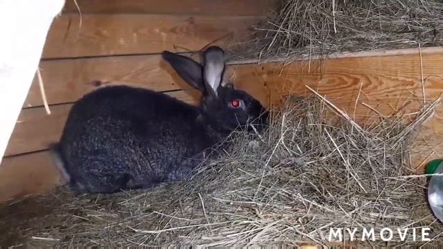 Окрол в -23 без подогрева маточника. смотреть онлайн