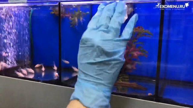 Как убрать известковый налет со стекла аквариума? Tetra pH/KH minus! #больаквариумиста смотреть онлайн