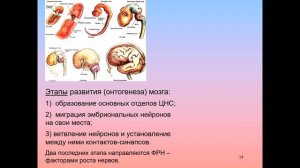 10. Дубынин В. А. - Мозг_ как он устроен и работает - Лекция 10.mp4