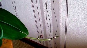 Орхидея в домашних условиях.Как ухаживать за орхидеей