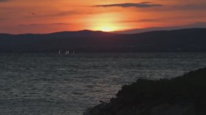 "Гиганты Амура" - фильм об изучении и сохранении осетровых видов рыб, обитающих в Амуре