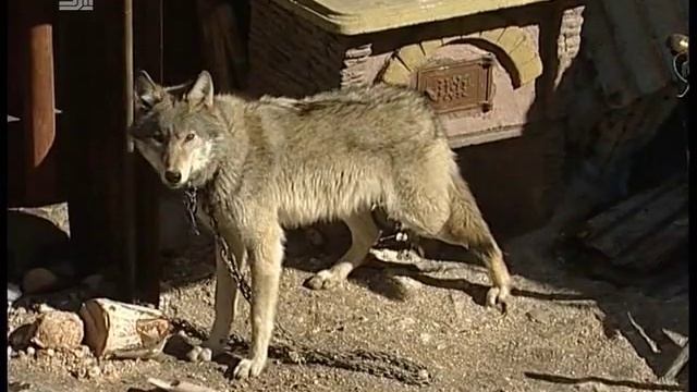 Жители Челябинска жалуются на дикого соседа. Волк воет по ночам и мешает спать смотреть онлайн