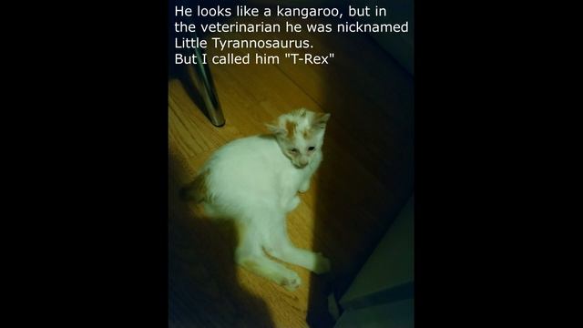 Рассказ о Тирексе - Story about T-Rex (unic cat) смотреть онлайн