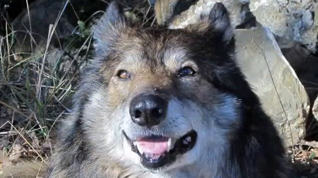 presentazione foto canon powershot sx130 is solo cani 480p смотреть онлайн