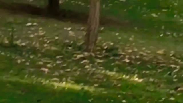 Белка стрелка смотреть онлайн