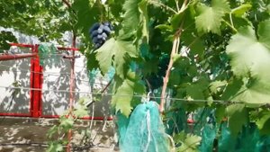 Амаранд и Аматаэ 25 07 2020