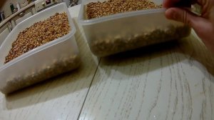 Готовим ячменный солод