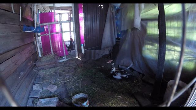 Джерсийский гигант и кролики смотреть онлайн