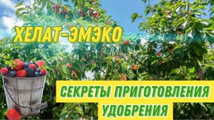Хелат -ЭмЭко, феноменальная черешня.