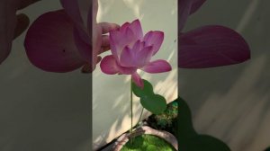 Лотос орехоносный розовый (Nelumbo Nucifera)