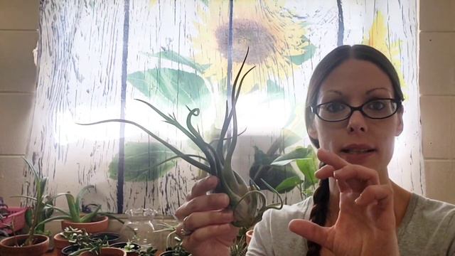 Update on the Tillandsia Air plant I pollinated last year🍃The seed pod is full and ready to harvest смотреть онлайн