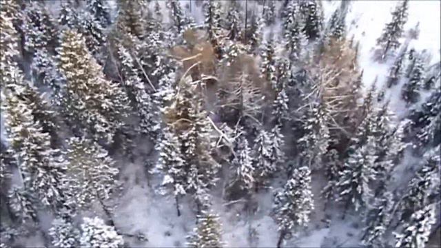 Пара диких козлов в зимнем лесу. Видео снято парапланеристом смотреть онлайн