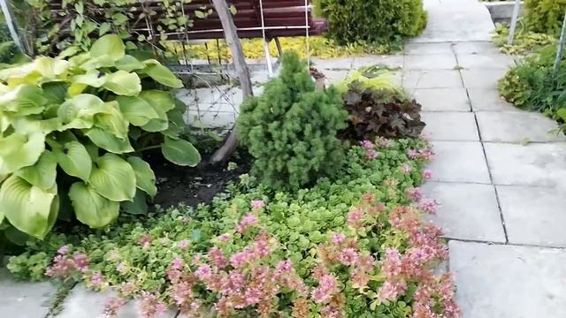 02.07.2020. Бордюр из ромашки, лаванда, перовския, роза Орфео, г.Пятигорск. смотреть онлайн