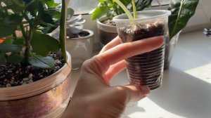 Распаковка комнатных растений!🌿