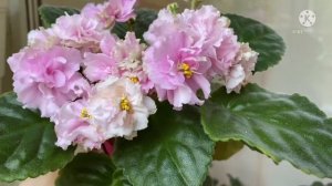 Фиалки. Исправились или нет? ПТ-Катерина, АВ-Панакота, Ёжик в тумане, Ваше Величество, Ленинградско