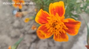?♀️Вернувшись домой узнала об измене мужа, но хуже было что на его сторону стала свекровь