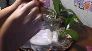 Препараты АМИНОЗОЛ и ЖИВА  Стимулируем рост орхидей аминокислотами