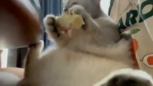 Оооооо, нормальная кукурузка