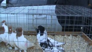 Ярмарка голубей г.Кореновск 13.02.2022г. 1часть