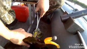 Река Савала, отдых, рыбалка, щука.