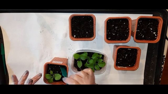 Пикировка петунии смотреть онлайн