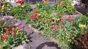 Изумительные цветы Питера