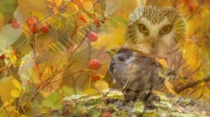 Практическое мультимедийное пособие «Карнавал животных»( К.Сен-Санс) Птичник видео