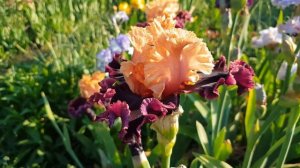 Ирис Торонто