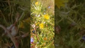 Полевые цветы счастья Multicolored Flowers and Nature on the west coast of the (Crimea Peninsula)