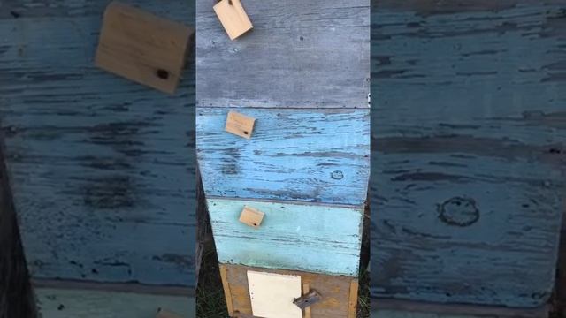 Молярий для разведения ОГНЕВКИ (восковой моли). Сергеев Константин (Приморский край) смотреть онлайн