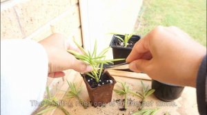 ขยายพันธุ์น้องถั่วแขก | Happy Beans propagation (Eng. sub)