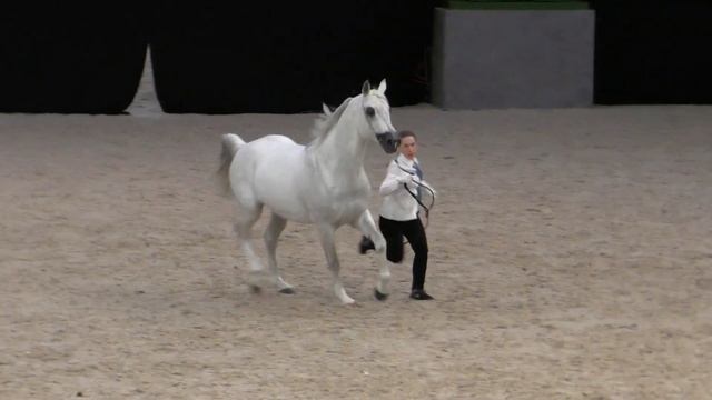 Чистокровная арабская лошадь /Конная выставка #ИППОсфера 2019 Лошади арабской породы Arabian horse смотреть онлайн