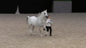 Чистокровная арабская лошадь /Конная выставка #ИППОсфера 2019 Лошади арабской породы Arabian horse