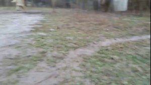 Кане корсо Верна отработка команды чужой