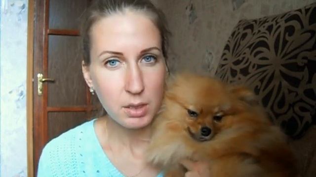 Шпиц. Все о Разведении: Документы, Вязка... смотреть онлайн