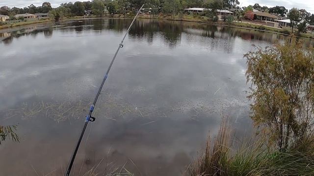 Catching Redfin at Forest Lake in Bendigo смотреть онлайн