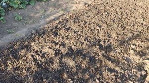 Обзор фацелии и горчицы с Валдберрис!#лето #дача #сидераты#тайга#фацелия