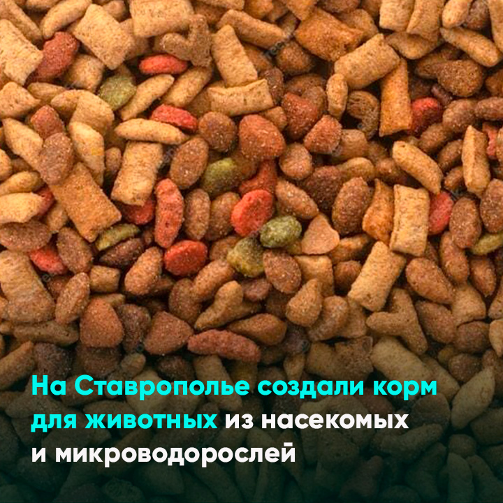 На Ставрополье создали корм для животных из насекомых и микроводорослей