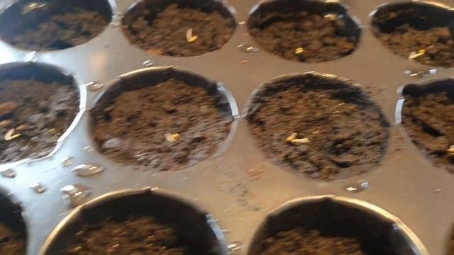 Посев и посадка рассады баклажан без пикировки