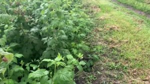 Малина мечты сорт Нижегородец.