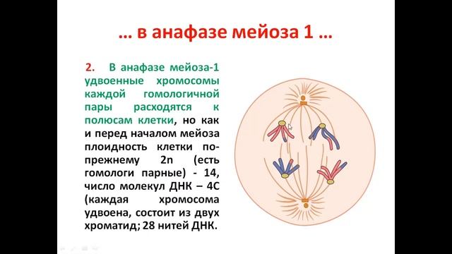 ЕГЭ № 28: Определение "n" и "С" по количеству хромосом смотреть онлайн