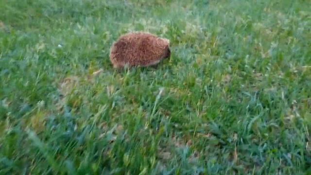 Наш колючий сосед, Ёжик. смотреть онлайн