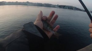 #209 Микро джиг на Неве | DUO TETRA WORKS REACT 55 |