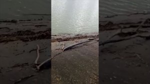 26.01.2024г. Варнавинское водохранилище, Крымский район, Краснодарский край