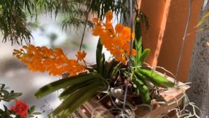 Ascocentrum miniatum уход. Орхидеи в доме.